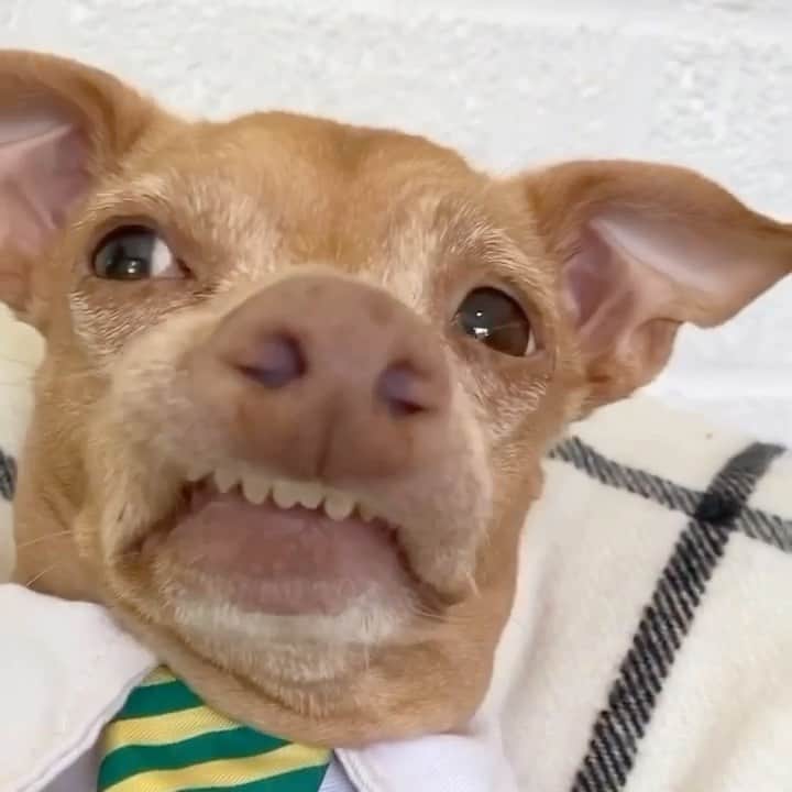 Tuna {breed:chiweenie} のインスタグラム：「If your dad loves Tuna, and you want to send him a personalised @cameo video for Father’s Day, visit the link in his bio!  His Father’s Day videos will be bookable until Weds June 16th at 10am EDT and possibly again over weekend (that’s a tbd though :)」