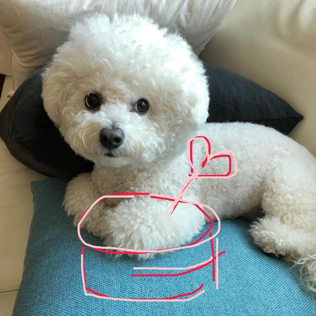 シン・セギョンのインスタグラム：「사랑이 생일축하해🎂✨」