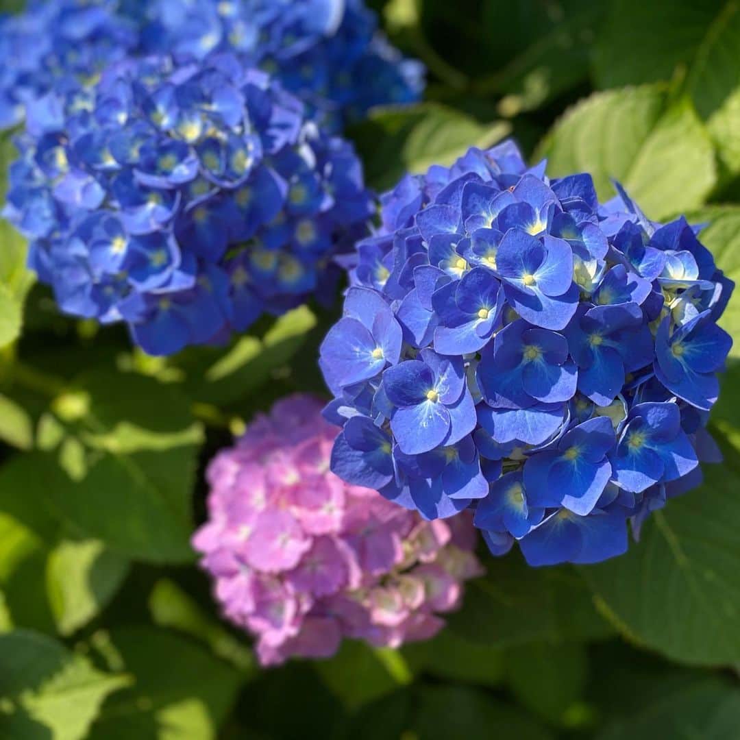 畠山愛理さんのインスタグラム写真 - (畠山愛理Instagram)「紫陽花が綺麗な時期ですね☺️💙」6月15日 14時14分 - airihatakeyama
