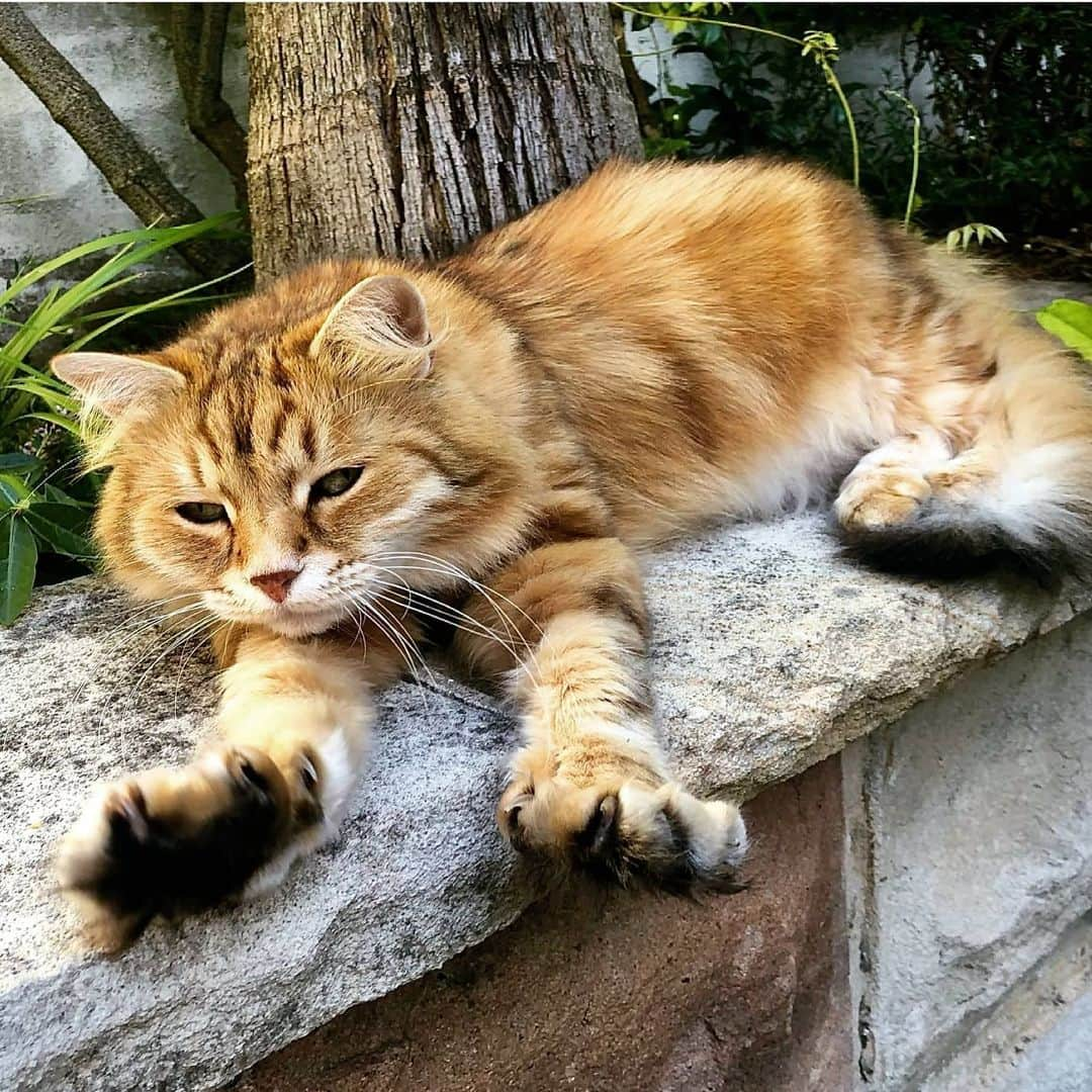 CatStockerさんのインスタグラム写真 - (CatStockerInstagram)「Hello! @catstocker is here!  Follow our FURRriend @romeocatboy  Swipe for more pictures 👉」6月15日 17時37分 - catstocker