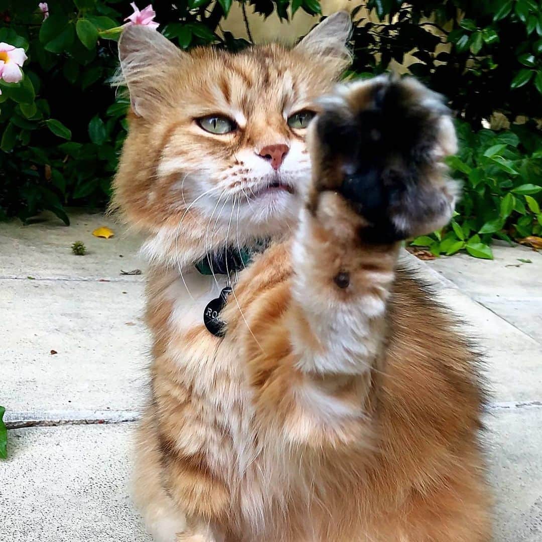 CatStockerさんのインスタグラム写真 - (CatStockerInstagram)「Hello! @catstocker is here!  Follow our FURRriend @romeocatboy  Swipe for more pictures 👉」6月15日 17時37分 - catstocker
