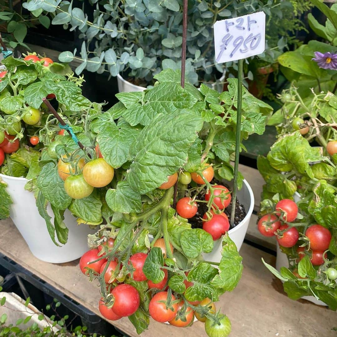 くろがねのあさんのインスタグラム写真 - (くろがねのあInstagram)「🍅🍅🍅  トマト栽培したい。。。」6月15日 18時30分 - 3.noa_kun.3