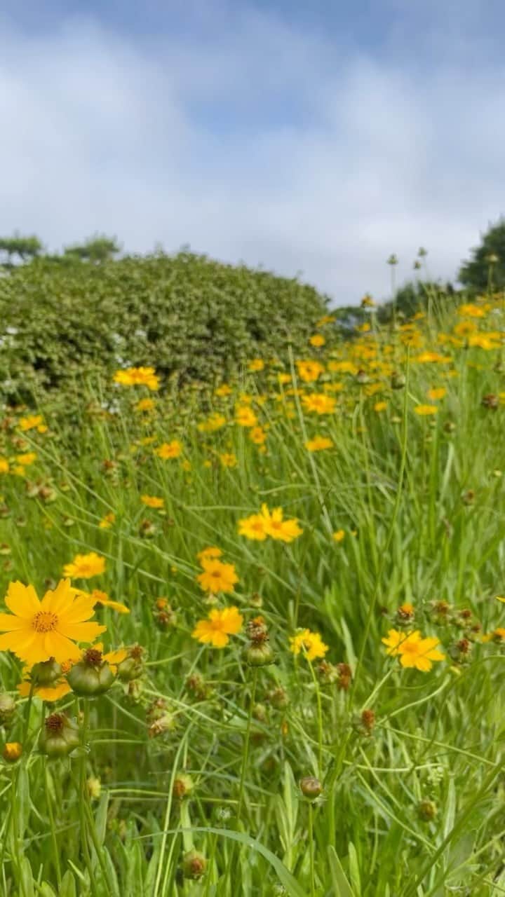 チョン・ソミンのインスタグラム：「🌼🌿🌿🌿」