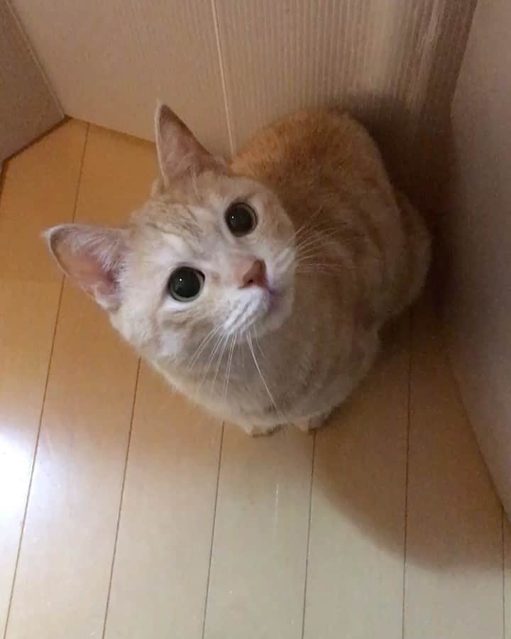 ruiruiのインスタグラム：「お目々くりくりの福ちゃんです（2016/07/05） . . 何かに夢中になってる時の福のお目々って本当に可愛いかったなぁ〜👀🐈🐾 . . いつもたくさんのコメントをありがとうございます🙇🏻‍♀️ . . #生前の福ちゃん #福ちゃんはお星様になりました #猫 #ねこ #にゃんこ #茶トラ #保護猫 #cat #cats #ilovecats #ilovemycat #instacat #Instagramcats #bestcats_oftheworld」