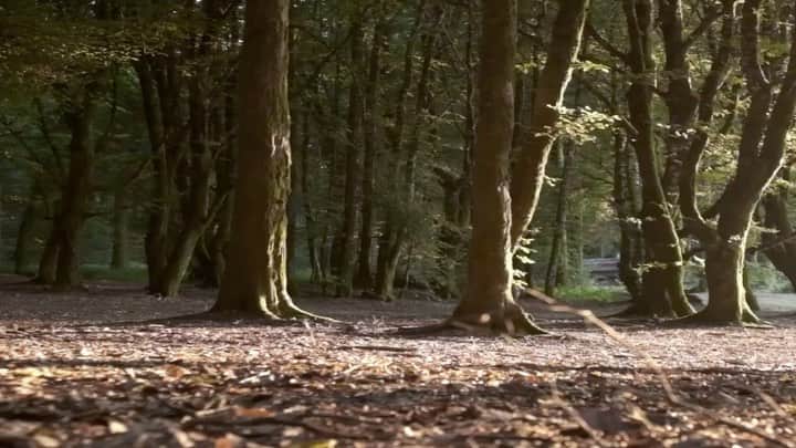 グレタ・トゥーンベリのインスタグラム
