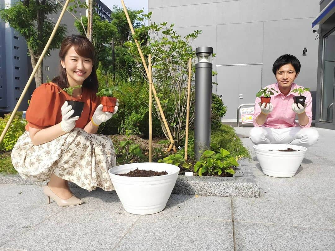 札幌テレビ「どさんこワイド朝」さんのインスタグラム写真 - (札幌テレビ「どさんこワイド朝」Instagram)「夏の新企画公開！ 西尾アナ、青山予報士が社前でアサガオを育てます！  育成状況は、こちら番組インスタや、番組Twitterでも更新していきます。  記念すべき初日… 今日は苗を植えました。 . . #どさんこワイド朝 #西尾優希 #青山竜  #夏の新企画 #アサガオ  #苗植え #ぞうさんじょうろ」6月16日 10時21分 - dosanko_asa