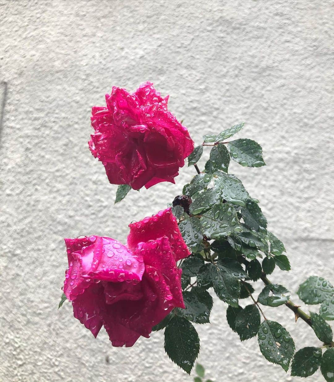 岩崎志保のインスタグラム：「🥀💦」