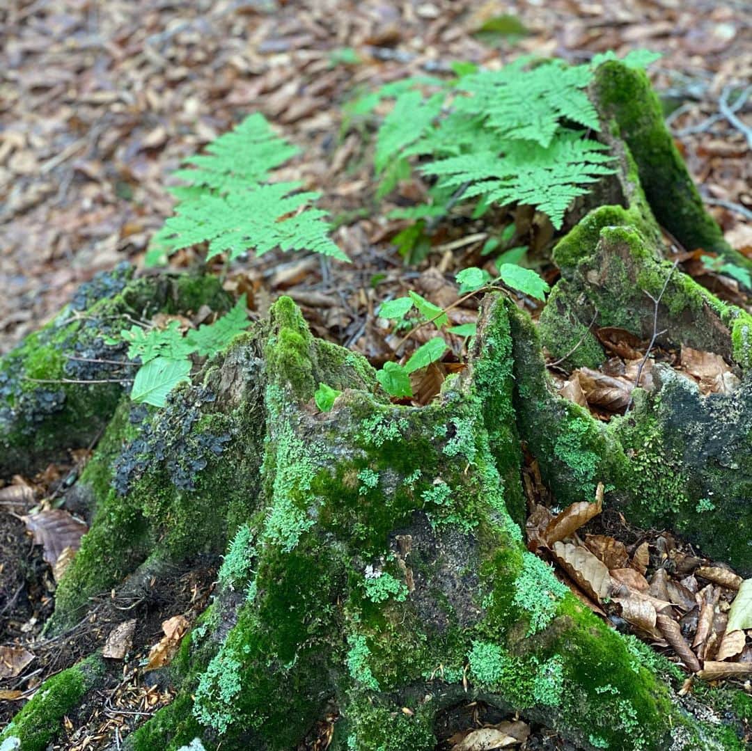 HiRAO INCさんのインスタグラム写真 - (HiRAO INCInstagram)「. 緑のみずがめ　ブナの森  ブナの森の中では、どんなに豪雨でもブナが雨を全て吸収してくれるので、濡れないそう  ネイチャーガイドのカズオさんと散策する森 地面にはミルフィーユ状に重なる落ち葉の絨毯 カズオさんが見せてくれた地層からは 木の実がなった年など、いろいろな事がわかります  落ち葉の層は土壌動物や微生物たちの住処 微生物が働き、養分たっぷりの土壌へ変化して、土壌や微生物が川下へ流れることで田畑や海を豊かにするそうです。  ブナの水は３０～６０年もの時を経て自然の力で長い時間をかけてろ過されて、「伏流水（ふくりゅうすい）となって山麓の地下を駆けめぐります  その水の美味しいこと  村を歩けば、外湯と湧水にであう その数、外湯13施設と湧水4箇所 長い冬を通して、降り積もる雪がゆっくりと、山に染み込み濾過されて地上に現れる循環 豊かな土地だなー  森を歩く時、植物はむやみに折らないように 気をつけてね　by ネイチャーガイド　カズオさん  @lifefarmingcamp  @nozawagreenfield」6月16日 12時56分 - kayokohirao