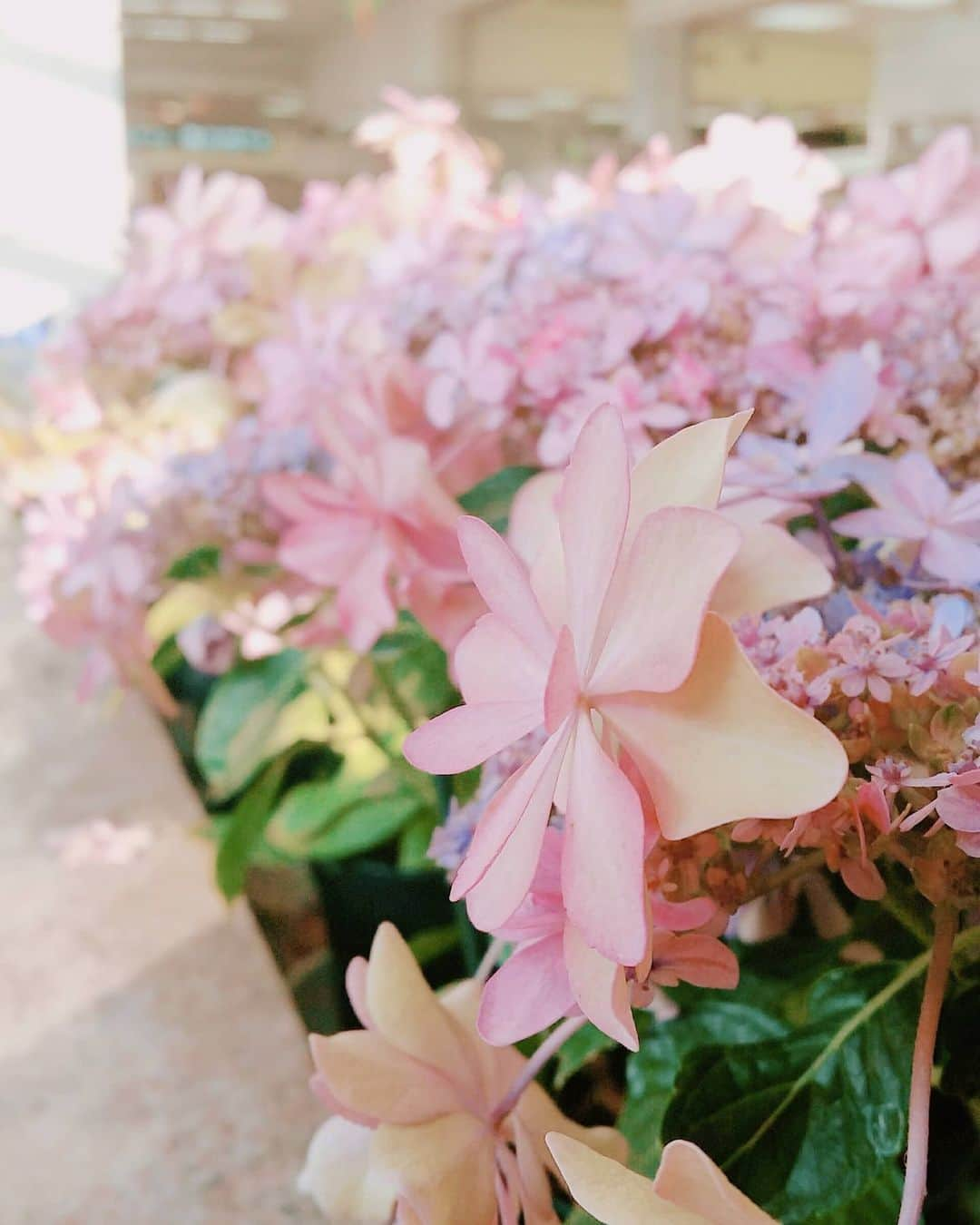 鈴木理香子のインスタグラム：「紫陽花☔ 2019年頃の地元豊橋駅で撮った写真📷🌼  豊橋は『花の街』として 季節に合わせたお花が駅に飾られているんです🌸🌷🌻 今年も紫陽花は飾られているのかな？ 今度、豊橋駅に帰れる時はいつの季節で どんなお花が咲いているんだろな～🌻  紫陽花の花言葉は『家族団らん👨‍👩‍👦』  写真を見ながら そろそろ豊橋のみんなに会いたいな～ なんて思った日でした😌  徒然なるままに😉  #あじさい #紫陽花 #花 #花言葉 #家族だんらん  #花好きな人と繋がりたい #花 #flowers #愛知 #豊橋 #花の街 #鈴木理香子 #セントフォース」