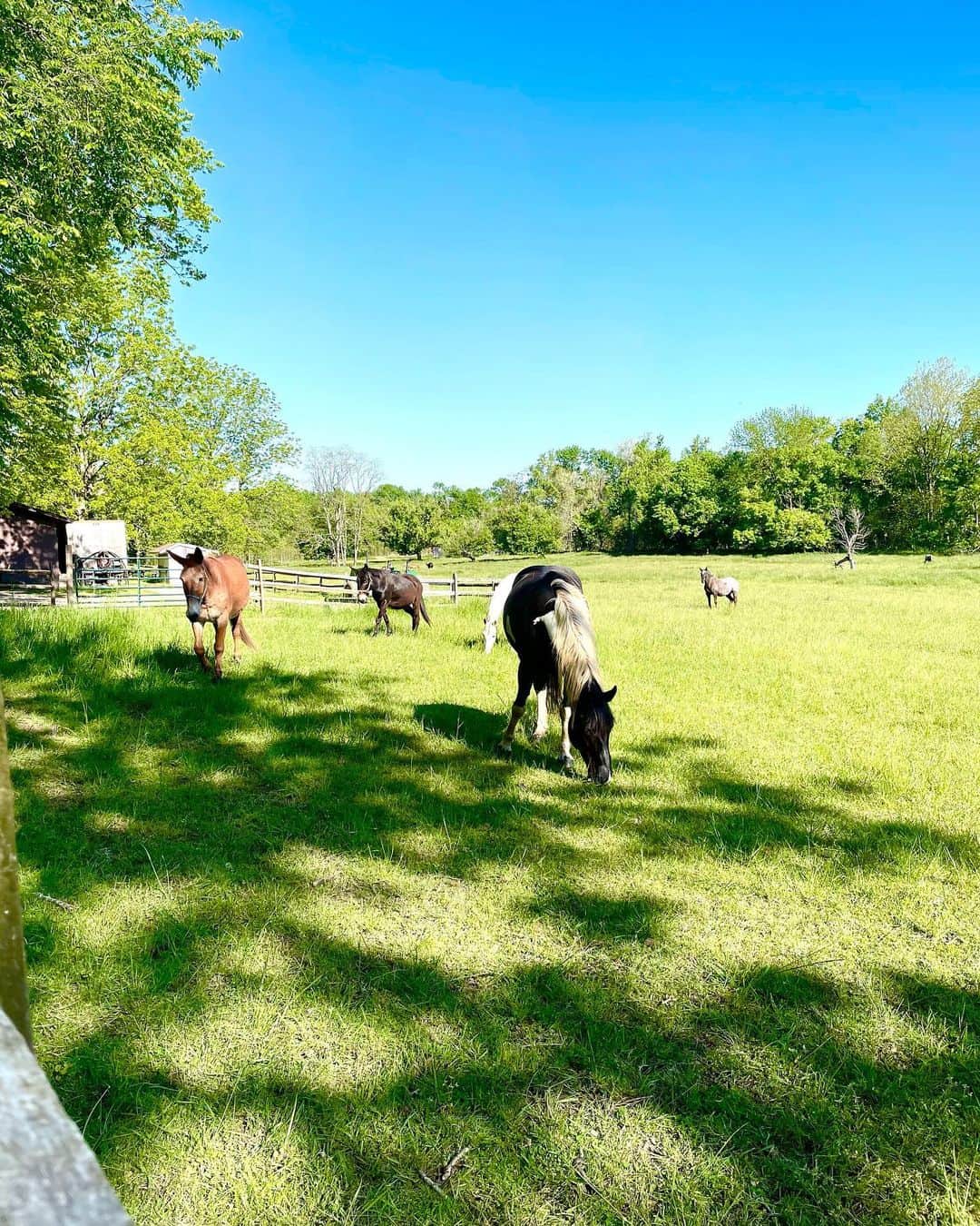 村主章枝さんのインスタグラム写真 - (村主章枝Instagram)「Horses 🐎  お馬さん ##blennerhassettisland  #ブレナーハセット島  #marietta」6月16日 17時36分 - fumie.suguri