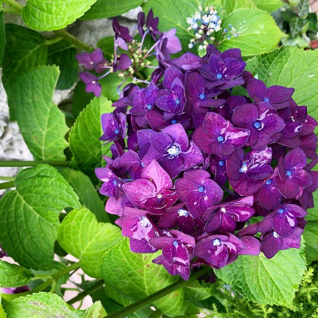 千秋さんのインスタグラム写真 - (千秋Instagram)「関東梅雨入りしましたね？しましたね？☔️ ということは毎年恒例、関東梅雨明け宣言を待つだけですね？😆☀️ 目が覚めるような紫💜  #梅雨入り #紫陽花」6月16日 19時33分 - chiaki77777