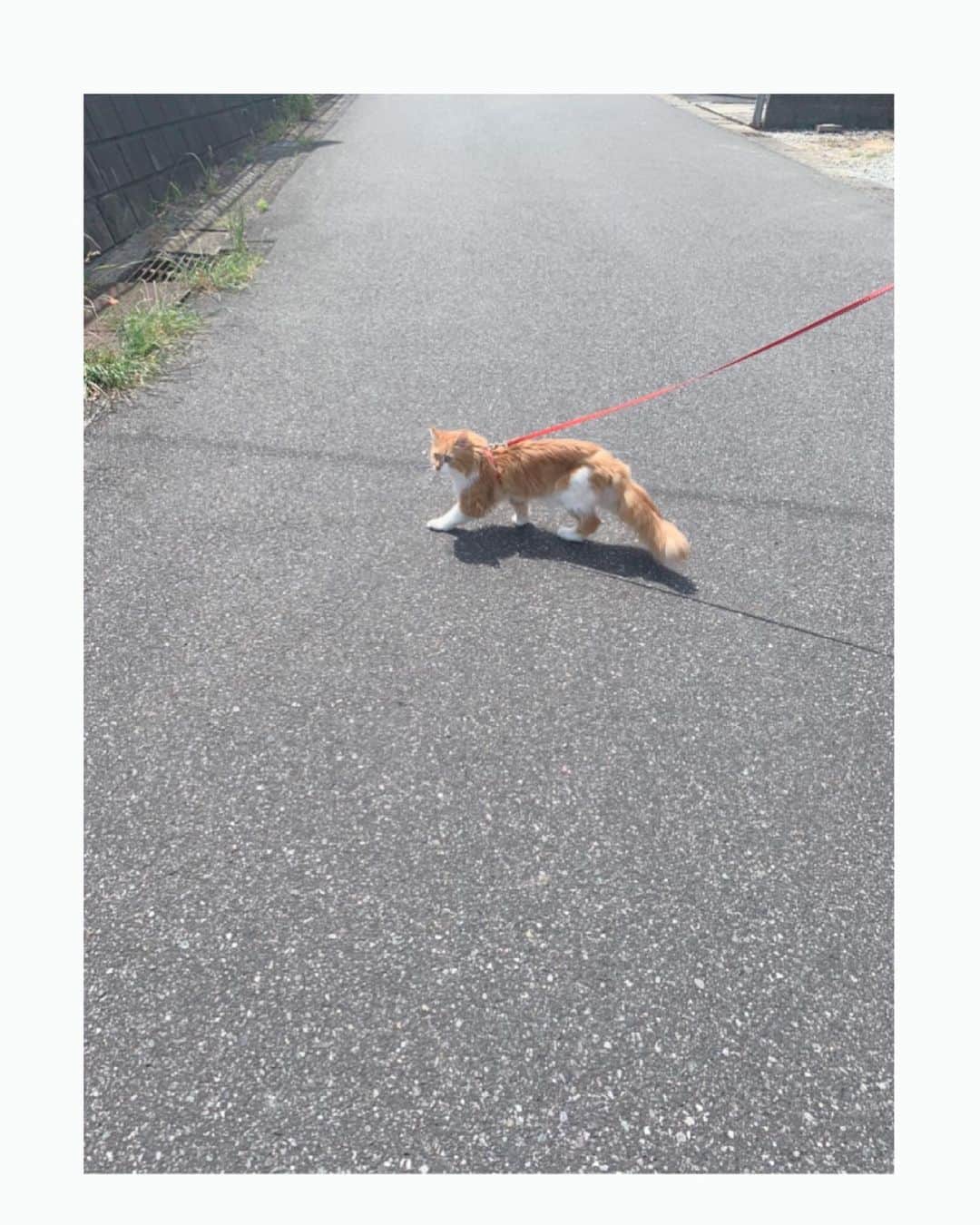 吉岡里帆さんのインスタグラム写真 - (吉岡里帆Instagram)「散歩猫様と出会った。  今日もお疲れ様です。  ♡」6月16日 19時42分 - riho_yoshioka