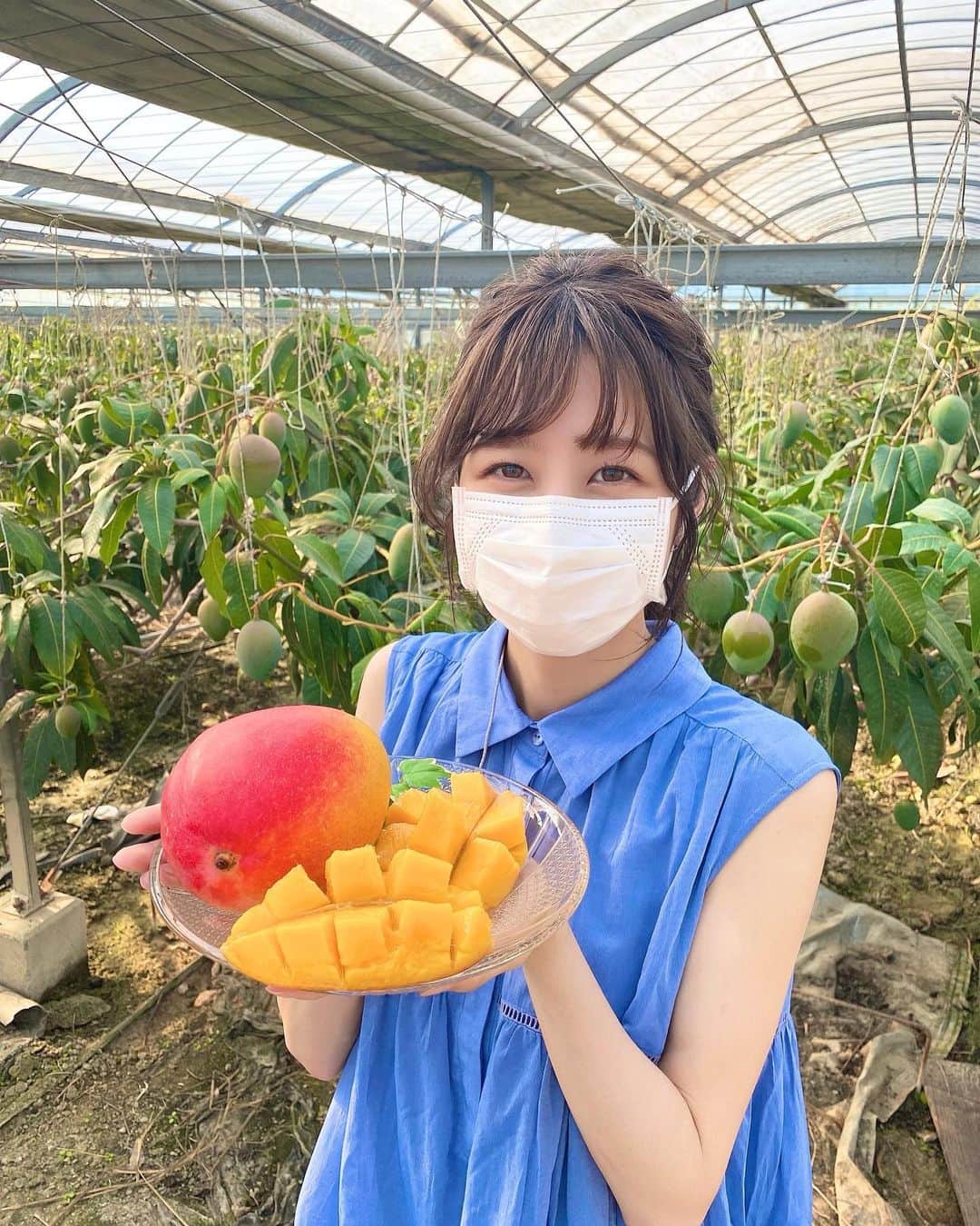 伊藤楓のインスタグラム：「先週、キャッチ！の中継でマンゴー農園へ🥭  大好きなマンゴーが愛知県でも生産されているとは😳❣️  ビニールハウスの中は非常に暑いので、 夏服を引っ張り出してきました🌞💦  #マンゴー #愛知県 #阿久比 #中京テレビ #アナウンサー」
