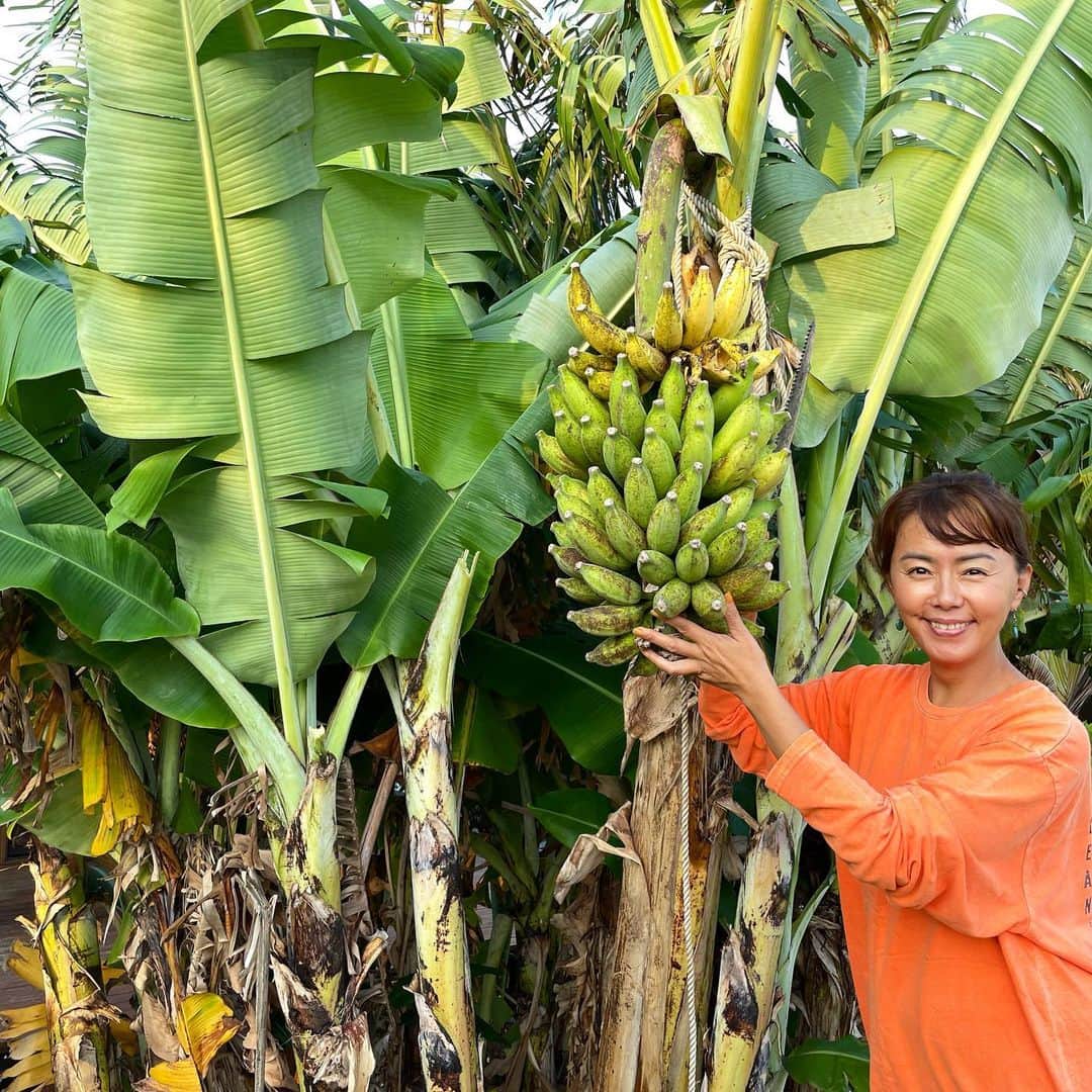 田中律子さんのインスタグラム写真 - (田中律子Instagram)「2021年バナナ収穫祭🍌🍌🍌 ひゃっほぉーーーーい🍌🐒🍌  バナナの木から、黄色くなったバナナを🍌もぎって食べたけど、甘酸っぱくてモチモチ、ねちょねちょしてて、もーね、めちゃうまっ💛  いつもバナナが緑のうちに収穫するのに、今回はうっかり黄色く熟してしまった🍌もぎたてバナナ初めて食べたけど感動😭まだまだ収穫祭は続きます🍌🐒🍌🐒🍌🐒🍌  収穫祭の模様は、YouTubeで紹介しまーす🍌🍌  #okinawa  #okinawalife  #beachlife  #mygarden  #banana  #gardeninglife  #organic  #海のある生活  #無農薬バナナ  #バナナ」6月17日 9時43分 - ri2kotanaka