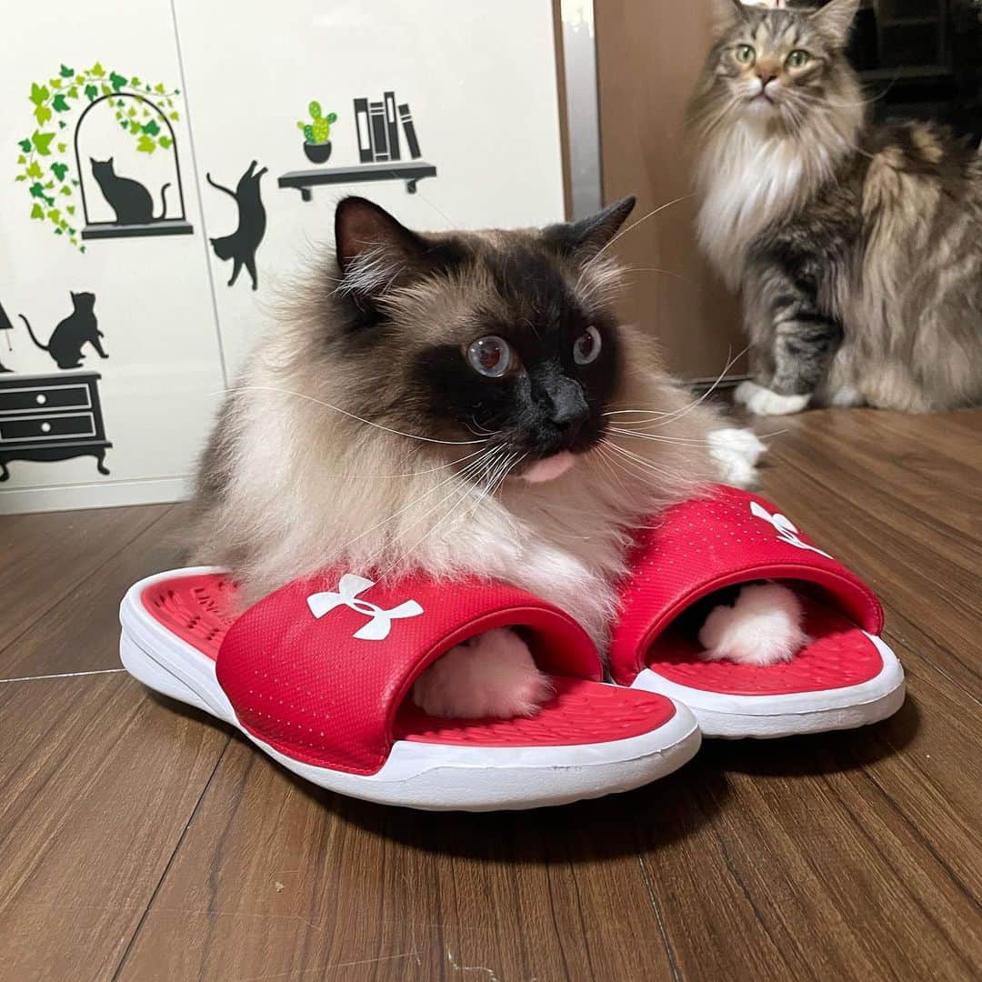 戸根千明のインスタグラム：「俺のスリッパ履くなよー笑 サイズ全然合ってないから、、、笑笑 #ねこ  #ねこ好き  #ラグドール #ねこは人を笑顔にする」