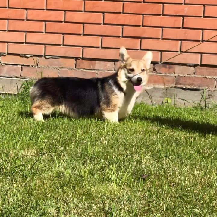 Puppy For Sale.のインスタグラム