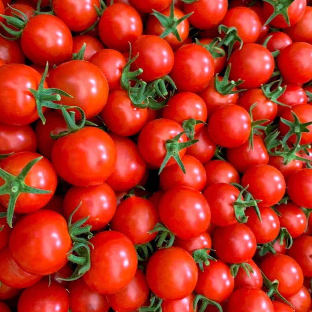 上杉あずさのインスタグラム：「. ロケで食べさせて頂いた #寿美令トマト #🍅  トマトの概念覆すほどの甘さ美味さで感動しました✨  #アイメック農法 という手法で作られている夢のようなトマトです。 J：COM下関『 #長っと散歩 』でお邪魔した #あけぼのファーム さんの新たな取り組み、『長っと散歩6月号後編』でご紹介しています！！ 気になる方は是非ご覧下さい〜😊❤️💛  #下関 #下関市王司 #王司 #下関名物 #トマト #フルーツトマト #新感覚トマト #下関最高 #tomato #fruitstomato #fruits #shimonoseki #yamaguchi #ohji #newproduct #localchallenge #agriculture #farm #originalfarm」