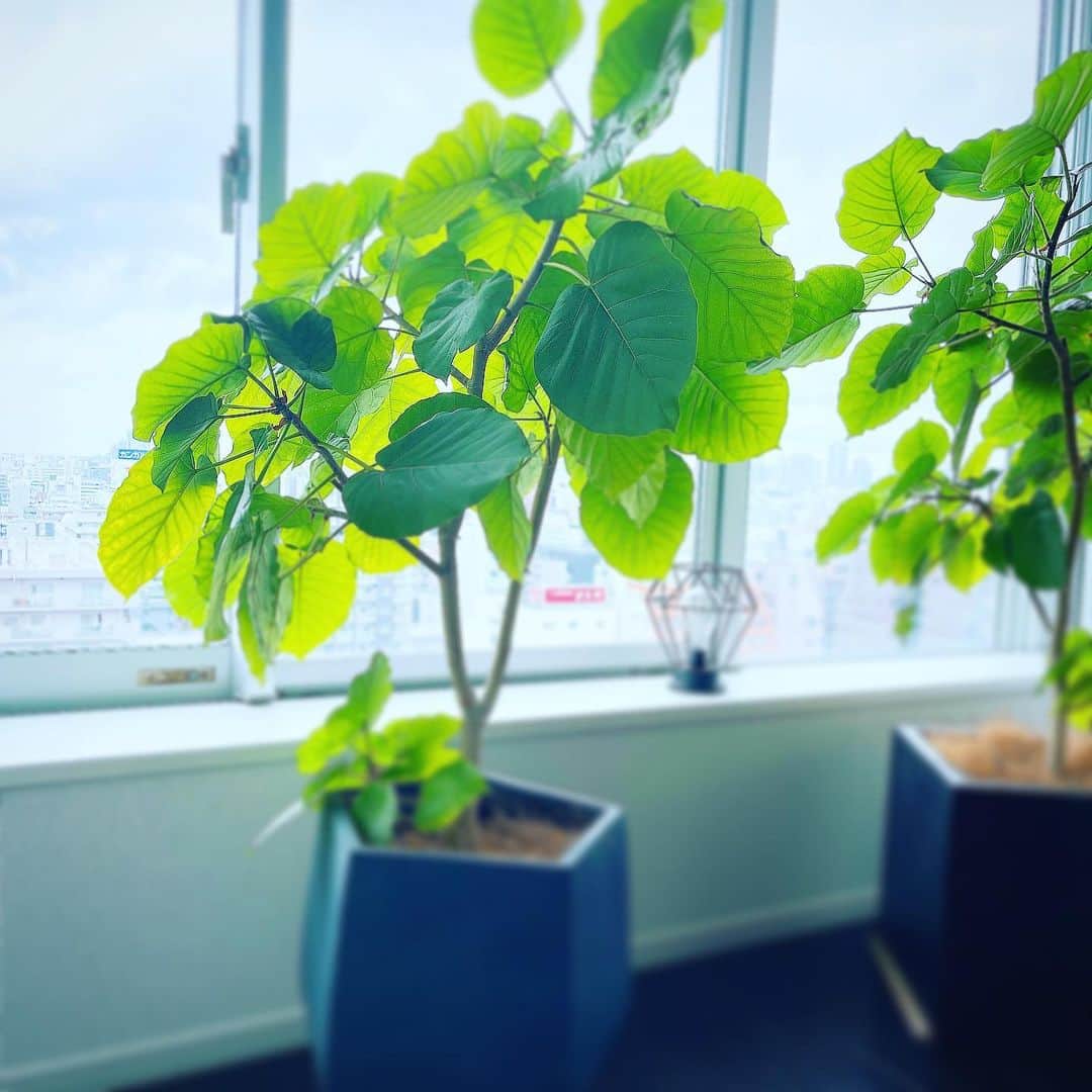 仁田宏和のインスタグラム：「#green  #観葉植物  #morning」