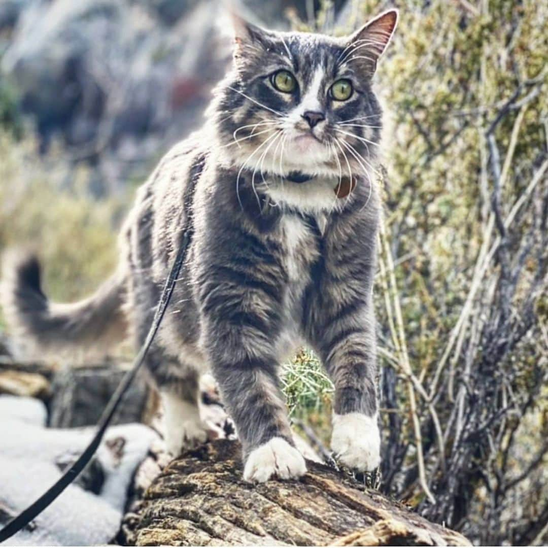 CatStockerさんのインスタグラム写真 - (CatStockerInstagram)「Hello! @catstocker is here!  Follow our FURRriend @denaligato  Swipe for more pictures 👉」6月17日 19時20分 - catstocker