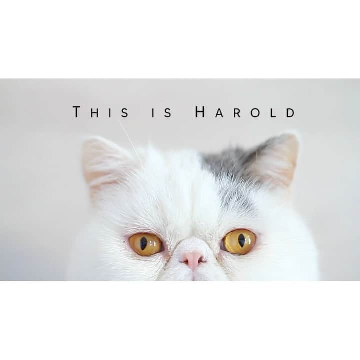 annie&pADdinGtoNのインスタグラム：「Harold’s can not go out unsupervised 🚀 #madeby @idpetaustralia #catharness #personalisedpetharness #cat #catvideo #catsofinstagram #catlover #walkies #catsonleashes #ilovemycat #instagood #animals #instadaily #exotic #exoticshorthair #kitty」
