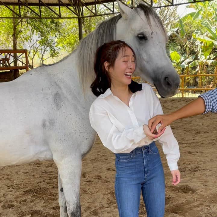 PIMTHAのインスタグラム：「🐴」