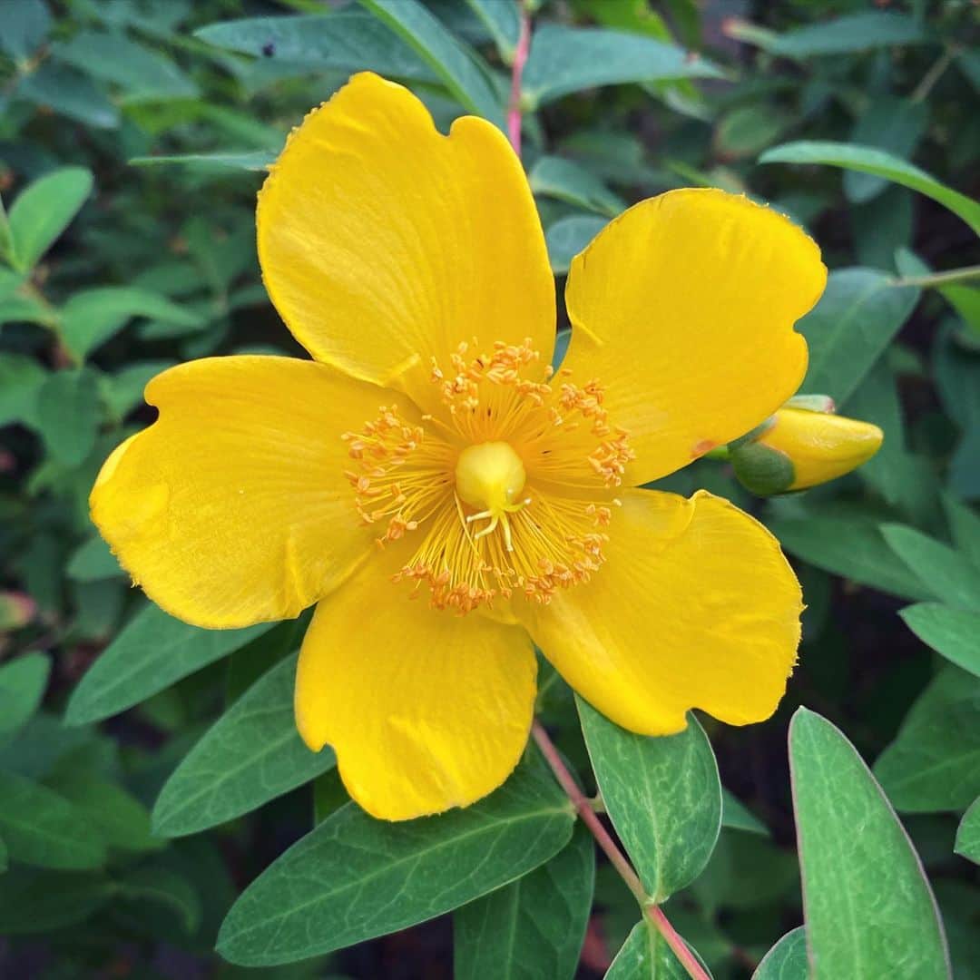 松井珠理奈さんのインスタグラム写真 - (松井珠理奈Instagram)「🌼💕  #flower #beautiful  #haveaniceday  #yellow  #花  #🌼  #癒し  #love  #photooftheday  #花の名は ？」6月17日 13時24分 - jurinamatsui3