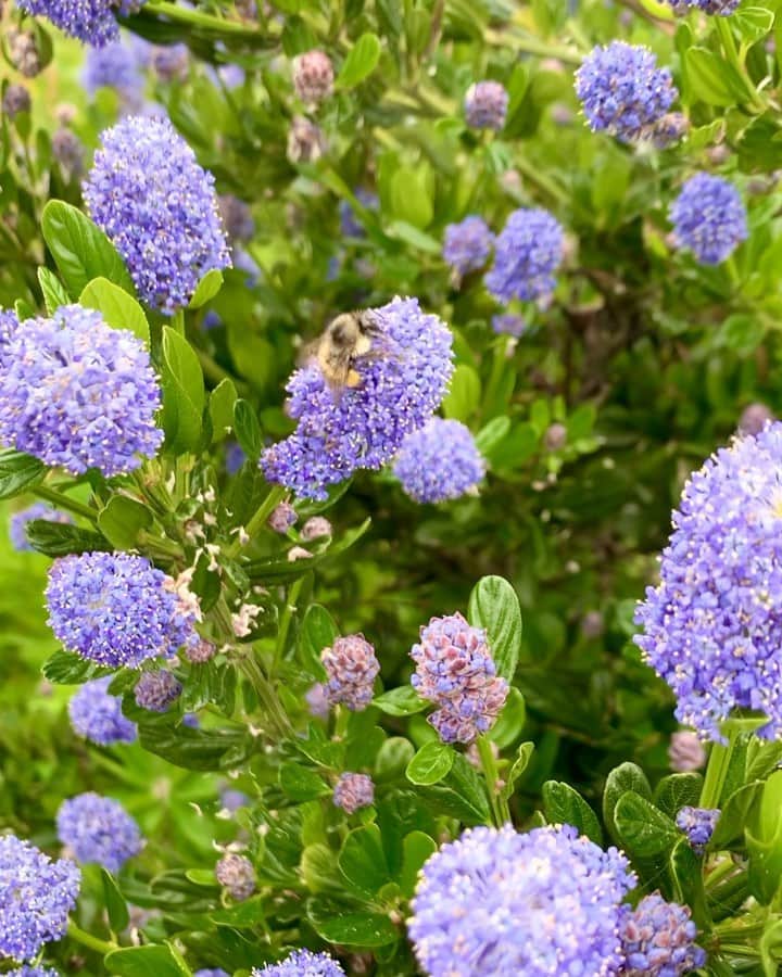 横井玲のインスタグラム：「Flowers always attract bees, and bees are always intentionally tempted🐝Cuz they have a defined reason to exist, you know?♻️I sometimes wonder, how about us? We really can only destroy? I'd love to spread meaningful things like them🧩  安定や平穏にはあまり縁が無いわたしの人生ですが、それは自らの選択の賜物。 時折勝手に疲れて、落ち着けそうな場所を探してみては、違和感を覚えて、また飛び立っての繰り返し。 一種の若気の至りかと思っていたのですが、この歳でいよいよただの性分という事がわかってまいりました٩( ᐛ )و また予期せぬ新しい旅が始まりそうです。 最後は自分がピンとくる方を選ぶ。 大事な人は必ず応援してくれる。 他人からの「勿体ない」や「可哀想」は、大抵意味がないから大丈夫。 経験という名の財産が、あっちだよと後押ししてくれている気がします。 まずは目の前のテープを切るぞ٩( ᐛ )و  #flowers #flowerlovers #bee #bees #protectbees #vegan #naturelovers #beautifulnature #attractive #respecteveryone #bekind #colorful #favorite #花 #ミツバチ #🐝 #自然が好き #選択 #自分次第」