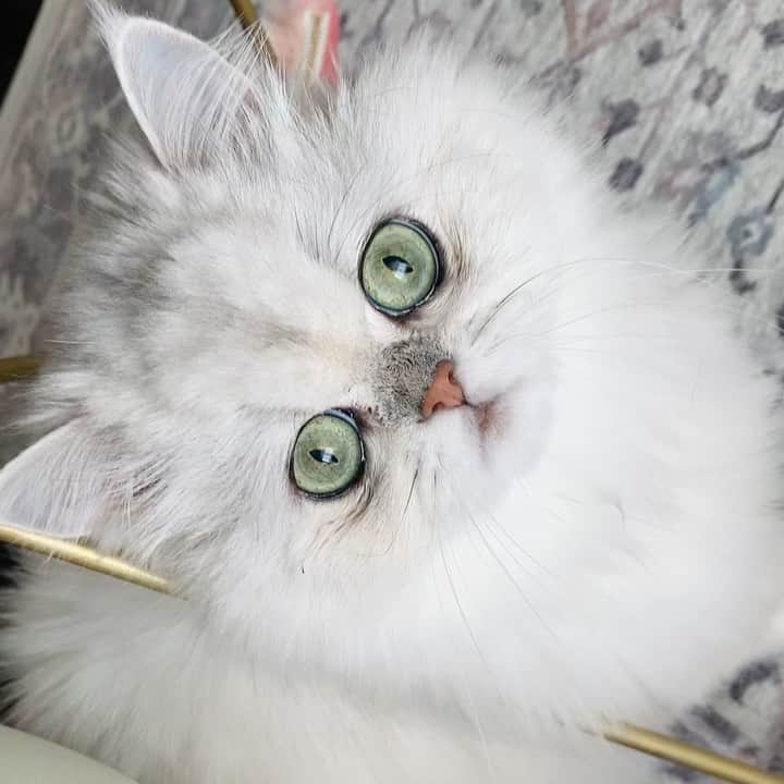 BeBeのインスタグラム：「Meowderful eye💚💚💚　#cat #kitty #bebe #kittycat #catsofinstagram #kittensofinstagram #petsofinstagram #instamovie #meow #eyes #adorable #ilovecat #hubcats #persiancat #猫　#ねこ #bebechannel」