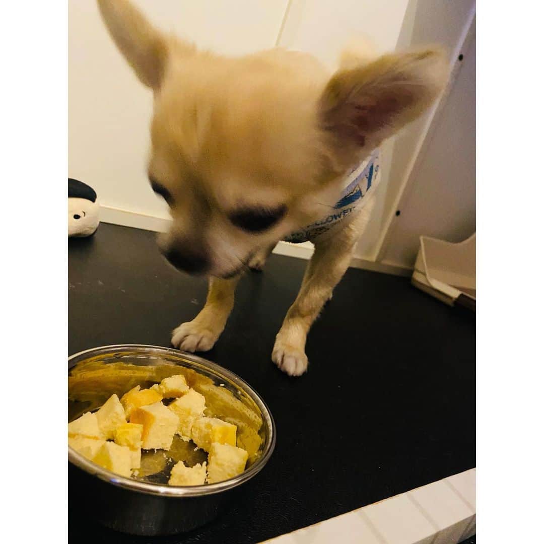 のインスタグラム：「誕生日おめでとう🐥🌹 . . . . #愛犬#愛犬🐶 #愛犬家 #愛犬との暮らし #ちわわん #ちわわ部 #ちわわ #ちわすたぐらむ #ちわわ親バカ部 #ちわわ大好き #チワワちゃん #チワスタグラム #チワワ #チワワ部 #チワワラブ #チワワ画像 #チワワ大好き #dog #dogstgram #dogstagram」