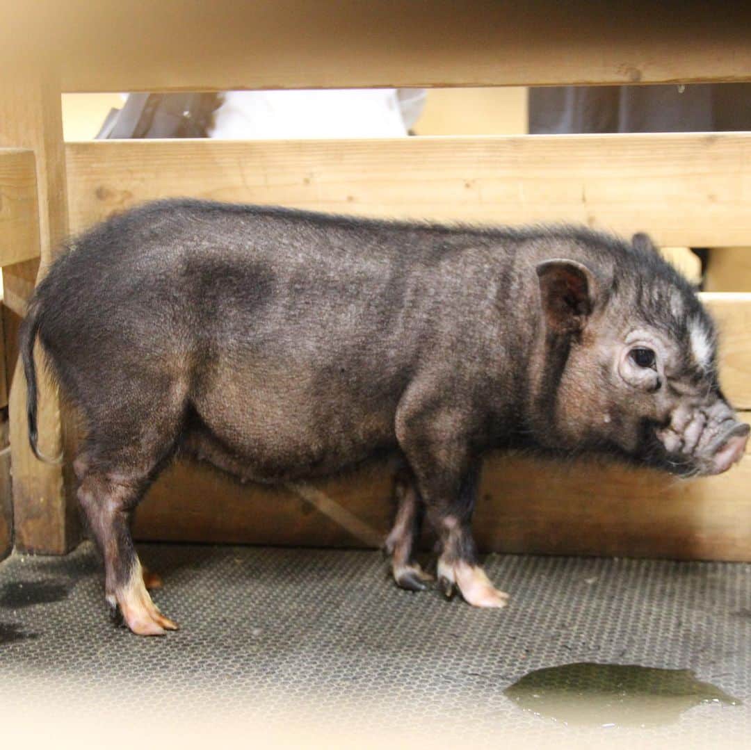 大阪ECO動物海洋専門学校のインスタグラム：「マイクロブタのトコちゃん🐷❣️ すくすくと成長中です♪ 3月14日の投稿よりもトコちゃん大きくなってるので、ぜひ比較してみてね👀✨  #マイクロブタ #かわいい #大阪eco #大阪eco動物海洋専門学校 #動物 #専門学校 #動物飼育 #動物園 #水族館 #飼育員 #ドルフィントレーナー #アクアリスト #動物看護師 #トリマー #ドッグトレーナー #トリミング #犬 #animal #dog」