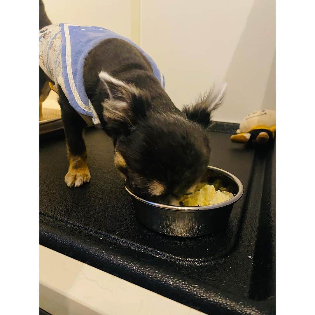 のインスタグラム：「この子も夢中🐮✨ . . . . #愛犬#愛犬🐶 #愛犬家 #愛犬との暮らし #ちわわん #ちわわ部 #ちわわ #ちわすたぐらむ #ちわわ親バカ部 #ちわわ大好き #チワワちゃん #チワスタグラム #チワワ #チワワ部 #チワワラブ #チワワ画像 #チワワ大好き #dog #dogstgram #dogstagram」