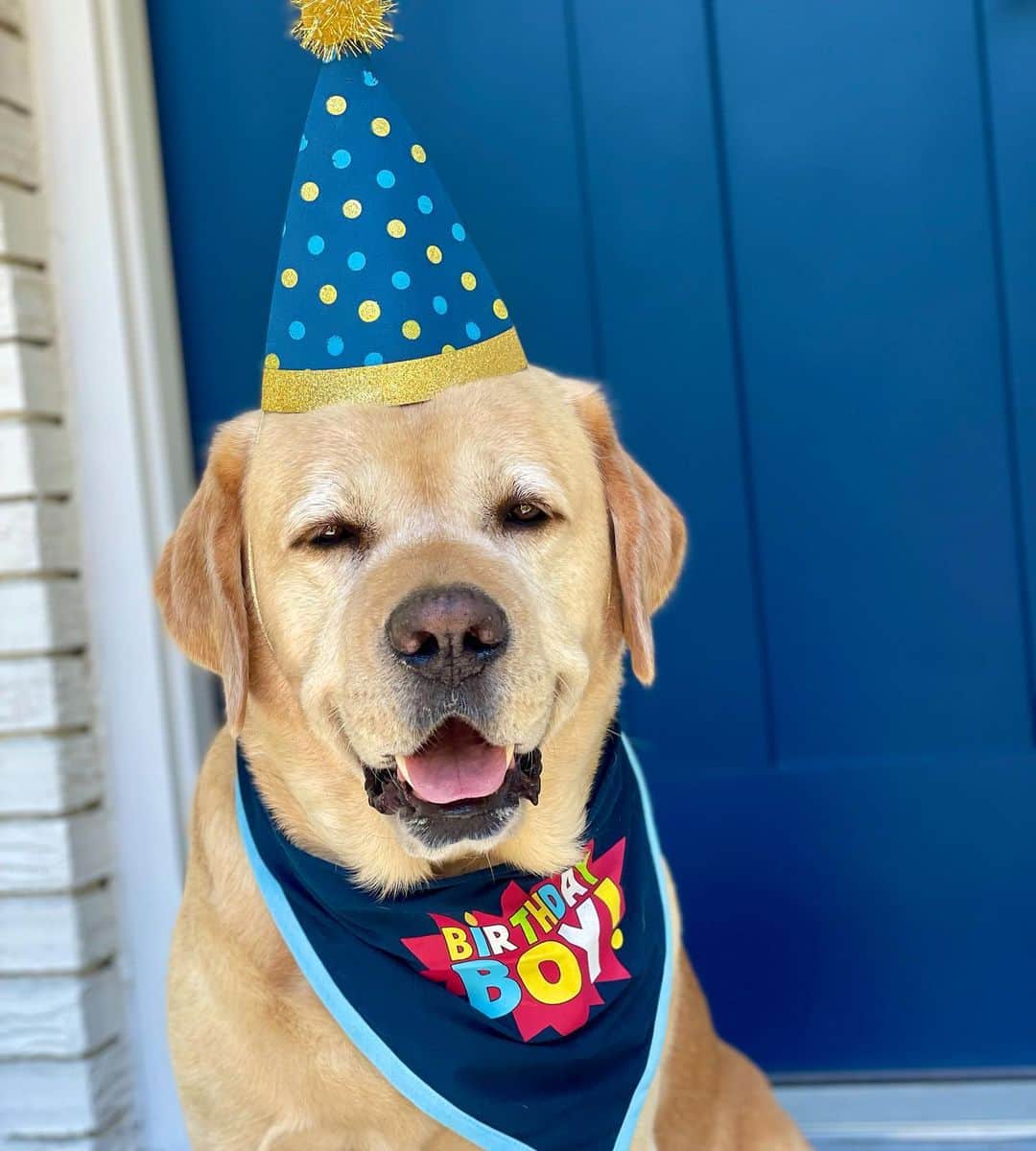 Huckさんのインスタグラム写真 - (HuckInstagram)「Time to have a pawty since I’m 6️⃣ years old today!!! 🥳🎈🎉🐾 . . . . . . . . #talesofalab #thelablove_feature #fab_labs_ #yellowlabsofinstagram #yellowlaboftheday #labsofinsta #dogsofinstagram #labphotooftheday #englishlabrador #labradorretriever #yellowlabsquad #labs_of_insta #worldofmylab #labradorlove #labrador_class #worldoflabs #birthdayboy」6月18日 2時04分 - yellow_lab_named_huck