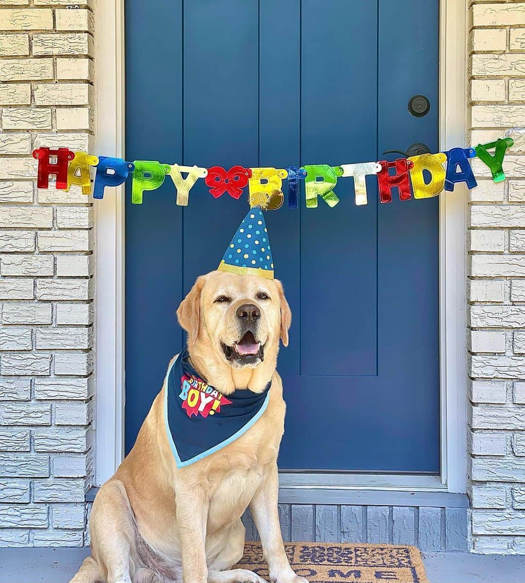 Huckのインスタグラム：「Time to have a pawty since I’m 6️⃣ years old today!!! 🥳🎈🎉🐾 . . . . . . . . #talesofalab #thelablove_feature #fab_labs_ #yellowlabsofinstagram #yellowlaboftheday #labsofinsta #dogsofinstagram #labphotooftheday #englishlabrador #labradorretriever #yellowlabsquad #labs_of_insta #worldofmylab #labradorlove #labrador_class #worldoflabs #birthdayboy」