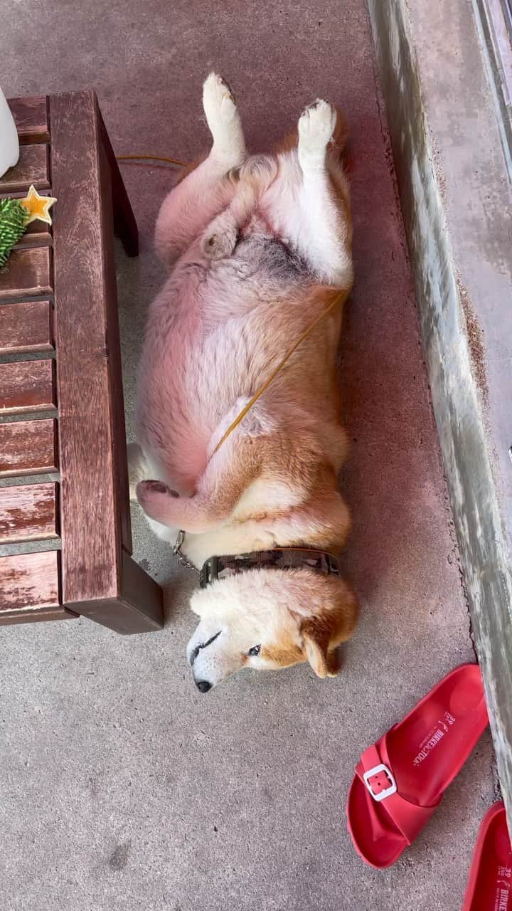 柴犬 たろのインスタグラム：「ダイエットしてるけど、痩せないな〜❤️🥔 🐖 #shibainu #japanesedog #柴犬」