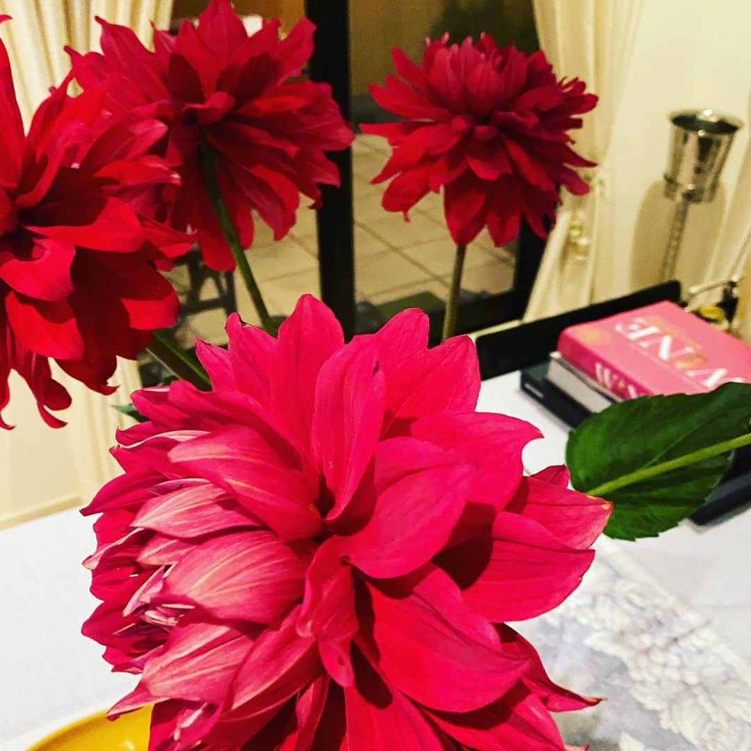 早見優さんのインスタグラム写真 - (早見優Instagram)「Beautiful dahlias 大好きなダリアたち  #dahlia  #flowers  #ダリア  #花」6月18日 9時25分 - yuyuhayami