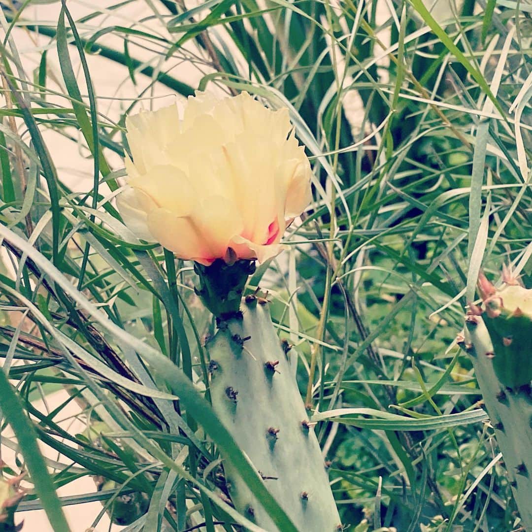 中越典子さんのインスタグラム写真 - (中越典子Instagram)「お花いっぱい  きのうは雨にうたれ、太陽にも恵まれた。今日もお日様ありがとう🌞🌵」6月18日 9時33分 - nakagoshi_noriko.official