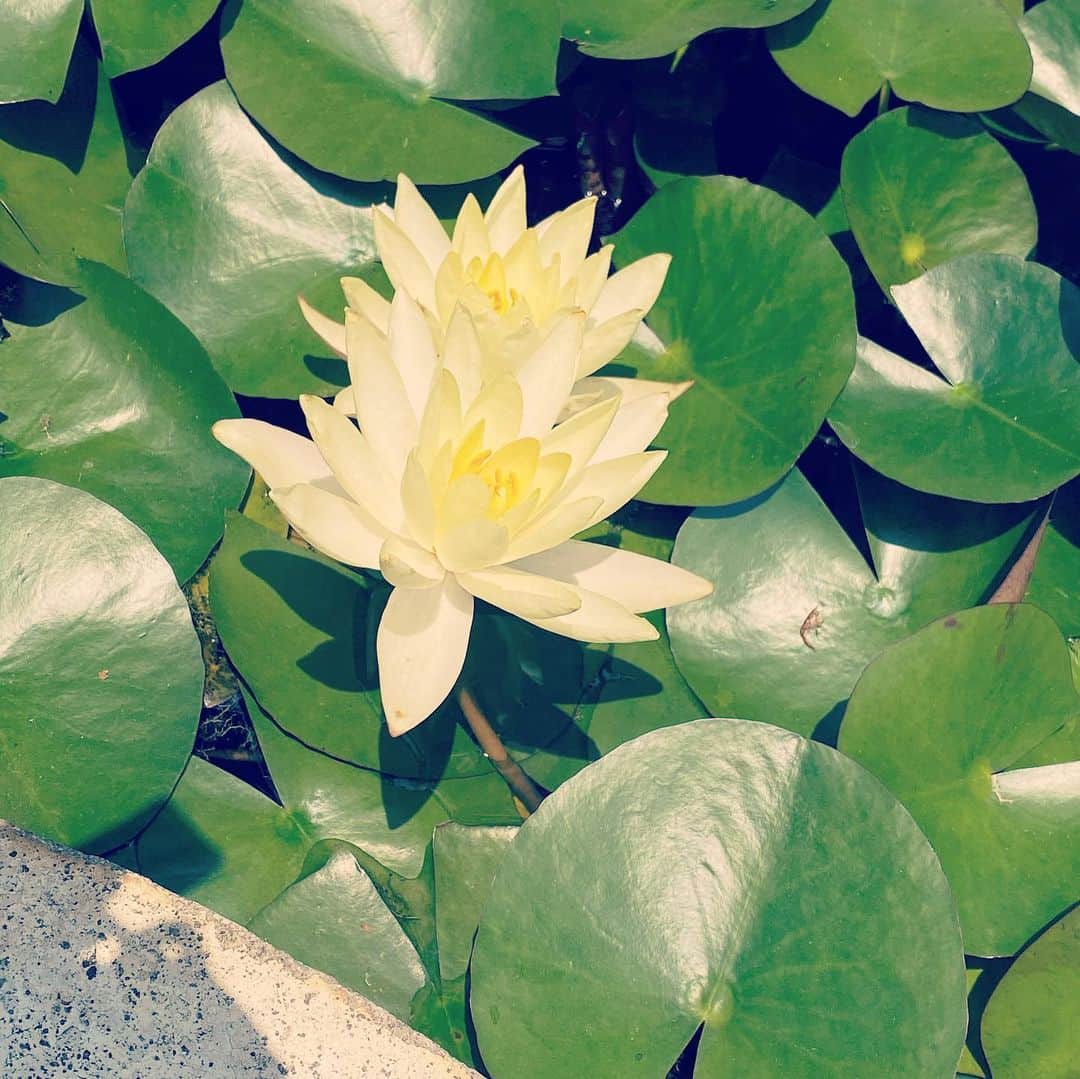 中越典子さんのインスタグラム写真 - (中越典子Instagram)「お花いっぱい  きのうは雨にうたれ、太陽にも恵まれた。今日もお日様ありがとう🌞🌵」6月18日 9時33分 - nakagoshi_noriko.official