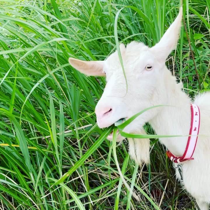 のインスタグラム：「今日も元気に活動中🐐💕  キャンパスの除草をしてくれるヤギたち🌱🌱🌱 今年も横浜キャンパスで大活躍です☺  キャンパスに来た時はぜひ見にきてくださいね❣  #明治学院大学 #横浜キャンパス #ヤギ #ヤギ部 #エコキャンパス #明学 #明治学院 #夏 #初夏 #大学 #授業 #試験 #明学生 #メイガク #明学ライフ #大学生活 #受験生 #春学期 #春学期もがんばろう #meijigakuinuniversity #meijigakuin #meigaku #university #photography」