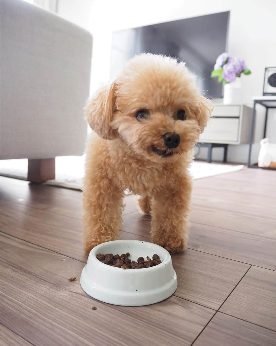 くるみたんさんのインスタグラム写真 - (くるみたんInstagram)「* くるみたんのお食事シーン特集🍚 ついでにわちゃわちゃなお手も🤣 * #最近このフードお気に入り #そらたまには違うの食べたいよね #アンケートとったけどご飯の悩みあるひと多いよねぇ #今度うちの裏技シェアします * * ごはん → @mishone_official  ストーリーのせとく！ * * #プードル #トイプードル #ティーカッププードル #犬 #ふわもこ部  #犬バカ部 #アプリコット #パピー #ペット #poodle #toypoodle #pecoいぬ部 #teacuppoodle #dog #dogstagram #instadog #puppy #tokyo #olympuspen #くるみたん」6月18日 12時25分 - kurumitaan