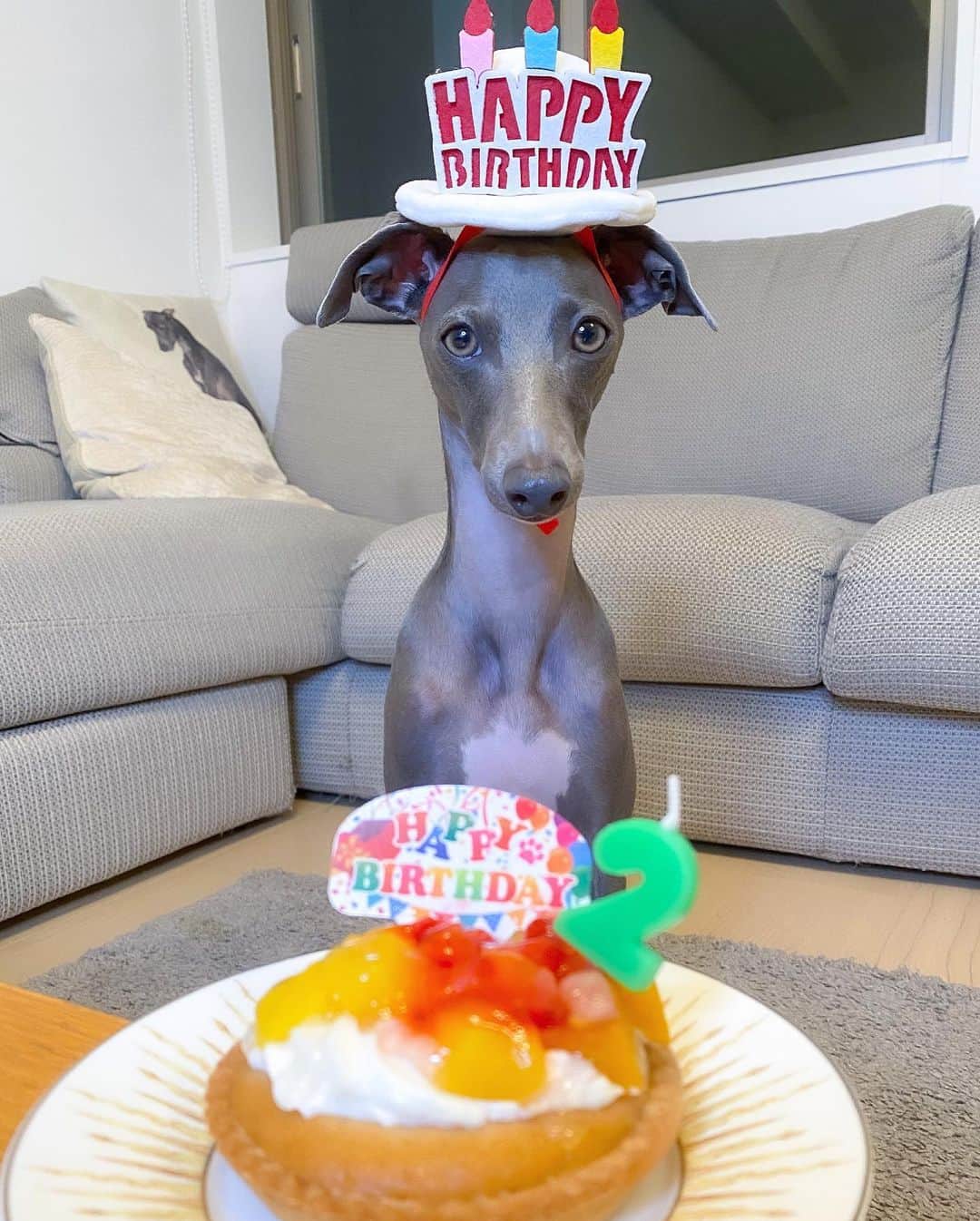 Azusaさんのインスタグラム写真 - (AzusaInstagram)「Happy birthday 🥳 my buddy  ロッキー2歳のお誕生日💜 あなたがうちに来てから私はとっても幸せ！ 宝物✨永遠に😊  #happybirthday#dogsofinstagram#イタグレ」6月18日 22時32分 - az.dancy