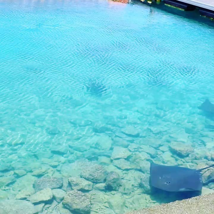 【公式】ルネッサンスリゾートオキナワのインスタグラム：「. 海の生き物たちも元気いっぱい！ ⁡ #沖縄 #リゾート #ホテル #ルネッサンスリゾートオキナワ #hpd #hpdreward #okinawa #resort #hotel #renaissanceokinawaresort #renhotels」
