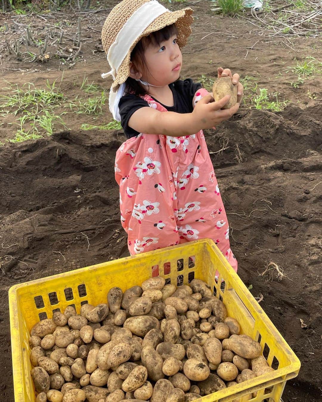 夛田凌輔さんのインスタグラム写真 - (夛田凌輔Instagram)「昨日は青空農園さん @aozoranouen の畑でジャガイモと人参の収穫のお手伝いをさせて貰いました🥔🥕 娘も楽しかったみたいです👏🏻 沢山のお土産も頂きました！ ありがとうございます🙋🏼‍♂️  そして今日は収穫したばかりのジャガイモとニンジンで、コロッケとにんじんシリシリ🥔🥕 むっちゃ美味しかった🤤🤤」6月18日 19時13分 - ryosuke.tada