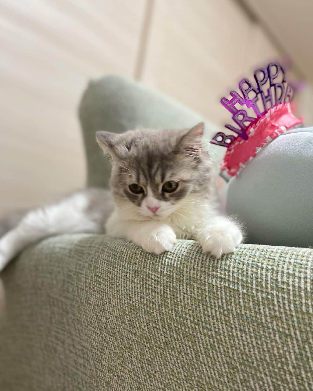 リンさんのインスタグラム写真 - (リンInstagram)「この前ね、諏訪家でお誕生日パーティー開いてもらったの🥰  #birthdayparty  #グラタン  #ハンバーグ  #猫のいる暮らし  #本日の主役」6月18日 19時20分 - lynn.06.01