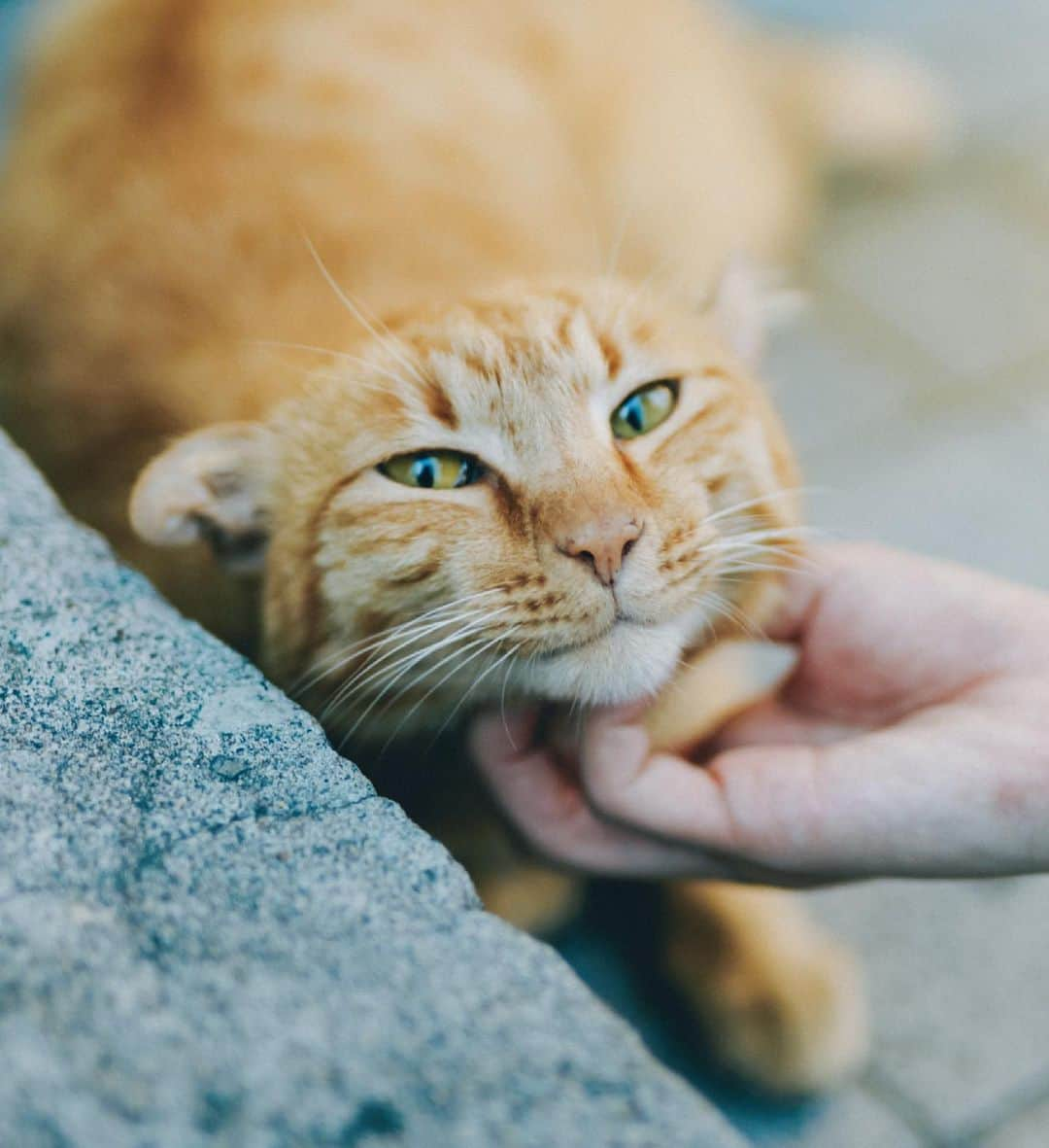 新谷姫加さんのインスタグラム写真 - (新谷姫加Instagram)「. . . 猫と私 . . Photo by @satoruakiba_ 📸 . . .」6月18日 20時14分 - hime._.gram