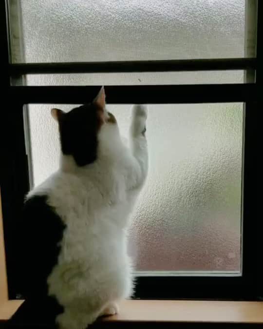 岡村真依のインスタグラム：「She is interested in the bug and trying to catch 😂 おつかれさまぁ🐱🐱🐱💖  捕まえたいのに。。。 窓の外だね🪟笑笑  #cats #catsofinstagram #catstagram #igers #instagood #instalike #instamood #followｍe #にゃんこ #にゃんすたぐらむ #ねこ #ねこすたぐらむ #ねこのいる生活 #もふもふ猫 #🐈」