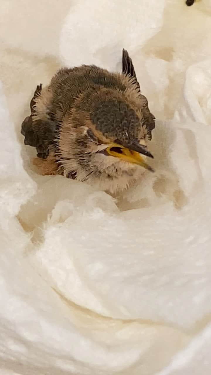 のインスタグラム：「I’m looking for a #hummingbirdrescue place in Los Angeles or any other advice for me hand feeding than what I have found on line. OMG. I just love this little Hatcher Hummingbird. Lets save him together. 🙏🏻❤️😘 #happyweekend #goodwishes  #motherofhummingbirds  #savethebirds」