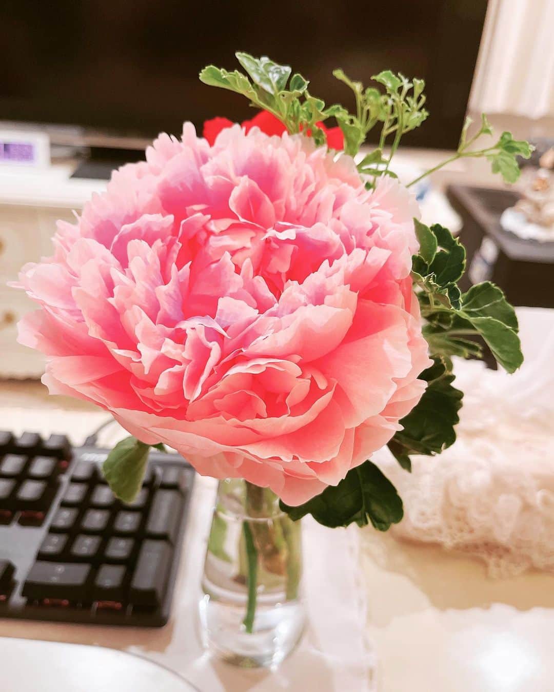 田中理恵さんのインスタグラム写真 - (田中理恵Instagram)「VEGAちゃんが数日前に私の為に買ってきてくれたお花。生花を久しく家で飾らなかったので彼女の気持ちがとても嬉しかったです。  大切な人が元気に戻ってきた時に お帰りーーッと笑顔で出迎えたいです。  みんなも配信でVEGAちゃんが帰ってきた時には 盛大にVEGAちゃんおかえりメッセージしていただけると嬉しいです！  今は無事に彼女が戻ってきてくれる事を祈ります。  いつも想います。  沢山の愛を。  VEGAちゃん」6月19日 0時35分 - rieanesan