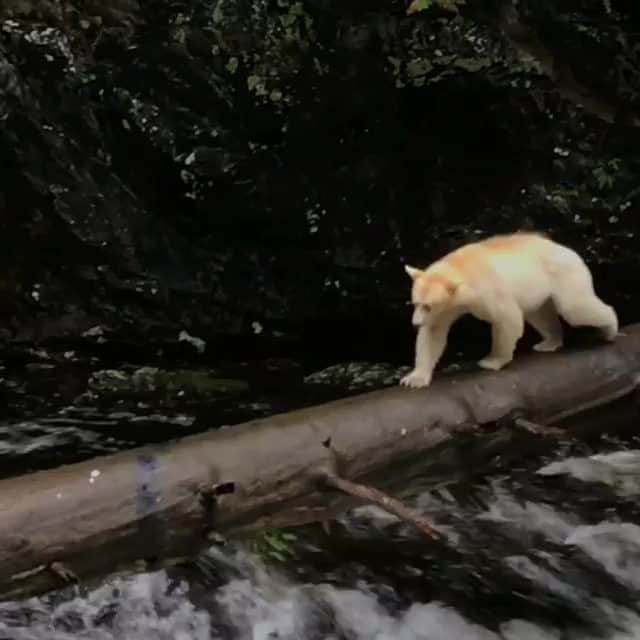 Explore Canadaのインスタグラム：「This subspecies, the mythical Spirit Bear, is only found in Canada. The Great Bear Rainforest on the coast of British Columbia offers the opportunity to catch a glimpse of one of these beautiful creatures in the wild, along with coastal wolves and whales. There, the local guides from @spiritbearbc will introduce you to this wild part of our west coast, teaching you about the Kitasoo Xai’xais Indigenous culture and the history of the land, and have you sample traditional foods. #ExploreCanada ⁠ ⁠ 📹: @vprigollini ⁠ 📍: @hellobc⁠ ⁠ #ExploreBC」