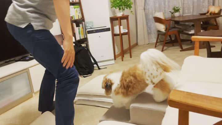 水嶋はちのインスタグラム：「This is so much fun💖 Because it's Saturday and daddy is home playing with me🐶💓💓 * * パパがお家にいると嬉しくてたまらないボクをご覧ください🐶💛 * * #はち #HACHI #シーズー大好き部 #パパを徹底マーク #トイレにも付き添います #パパしあわせそう」