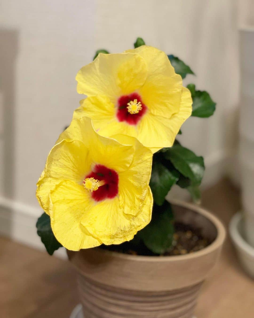 真飛聖さんのインスタグラム写真 - (真飛聖Instagram)「ハイビスカス🌺  花言葉は『繊細な美』『新しい恋』　だって🌺  黄色の花言葉は『輝き』だって🌺  ということで 輝きをお裾分け〜♡  見ているだけで 元気になるなぁ〜☺︎  #ハイビスカス」6月19日 10時07分 - sei_matobu